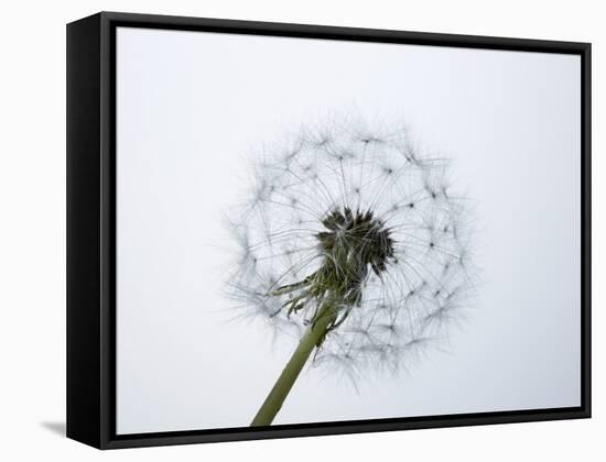 A Dandelion Clock-Jo Kirchherr-Framed Stretched Canvas