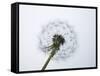 A Dandelion Clock-Jo Kirchherr-Framed Stretched Canvas