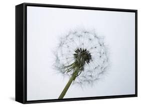 A Dandelion Clock-Jo Kirchherr-Framed Stretched Canvas