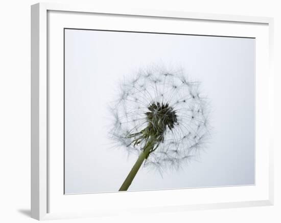 A Dandelion Clock-Jo Kirchherr-Framed Photographic Print