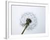 A Dandelion Clock-Jo Kirchherr-Framed Photographic Print