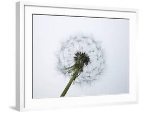 A Dandelion Clock-Jo Kirchherr-Framed Photographic Print