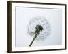 A Dandelion Clock-Jo Kirchherr-Framed Photographic Print