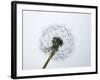 A Dandelion Clock-Jo Kirchherr-Framed Photographic Print