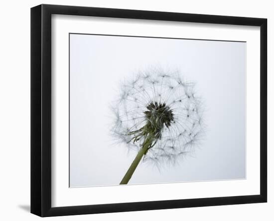 A Dandelion Clock-Jo Kirchherr-Framed Photographic Print