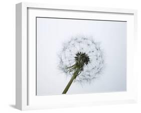 A Dandelion Clock-Jo Kirchherr-Framed Photographic Print