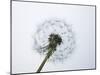 A Dandelion Clock-Jo Kirchherr-Mounted Photographic Print