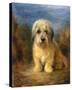 A Dandie Dinmont-Lilian Cheviot-Stretched Canvas