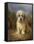 A Dandie Dinmont-Lilian Cheviot-Framed Stretched Canvas