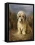 A Dandie Dinmont-Lilian Cheviot-Framed Stretched Canvas