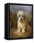 A Dandie Dinmont-Lilian Cheviot-Framed Stretched Canvas