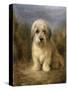 A Dandie Dinmont-Lilian Cheviot-Stretched Canvas