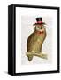 A Dapper Bird-Christopher James-Framed Stretched Canvas