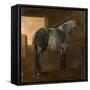 A Dapple Grey Horse-Aelbert Cuyp-Framed Stretched Canvas