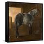 A Dapple Grey Horse-Aelbert Cuyp-Framed Stretched Canvas