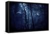 A Dark, Misty Forest, Liselund Slotspark, Denmark-null-Framed Stretched Canvas