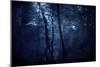 A Dark, Misty Forest, Liselund Slotspark, Denmark-null-Mounted Photographic Print