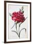 A Dark Red Carnation-Pierre-Joseph Redouté-Framed Giclee Print