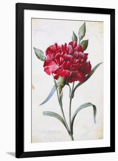 A Dark Red Carnation-Pierre-Joseph Redouté-Framed Giclee Print