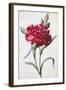 A Dark Red Carnation-Pierre-Joseph Redouté-Framed Giclee Print