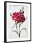 A Dark Red Carnation-Pierre-Joseph Redouté-Framed Giclee Print