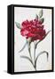 A Dark Red Carnation-Pierre-Joseph Redouté-Framed Stretched Canvas
