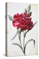 A Dark Red Carnation-Pierre-Joseph Redouté-Stretched Canvas