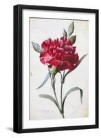 A Dark Red Carnation-Pierre-Joseph Redouté-Framed Giclee Print