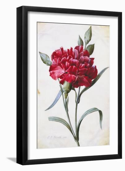 A Dark Red Carnation-Pierre-Joseph Redouté-Framed Giclee Print