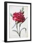 A Dark Red Carnation-Pierre-Joseph Redouté-Framed Giclee Print