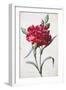 A Dark Red Carnation-Pierre-Joseph Redouté-Framed Giclee Print