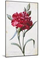 A Dark Red Carnation-Pierre-Joseph Redouté-Mounted Giclee Print