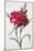 A Dark Red Carnation-Pierre-Joseph Redouté-Mounted Giclee Print