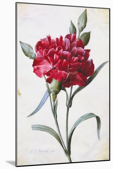 A Dark Red Carnation-Pierre-Joseph Redouté-Mounted Giclee Print