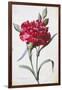 A Dark Red Carnation-Pierre-Joseph Redouté-Framed Giclee Print