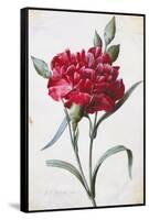 A Dark Red Carnation-Pierre-Joseph Redouté-Framed Stretched Canvas