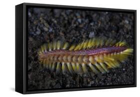 A Darklined Fireworm Crawls across the Black Sand Seafloor-Stocktrek Images-Framed Stretched Canvas