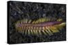 A Darklined Fireworm Crawls across the Black Sand Seafloor-Stocktrek Images-Stretched Canvas