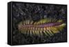 A Darklined Fireworm Crawls across the Black Sand Seafloor-Stocktrek Images-Framed Stretched Canvas