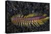 A Darklined Fireworm Crawls across the Black Sand Seafloor-Stocktrek Images-Stretched Canvas