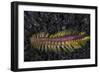 A Darklined Fireworm Crawls across the Black Sand Seafloor-Stocktrek Images-Framed Photographic Print