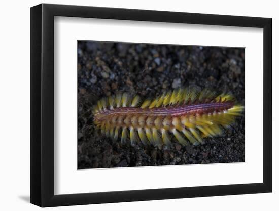 A Darklined Fireworm Crawls across the Black Sand Seafloor-Stocktrek Images-Framed Photographic Print