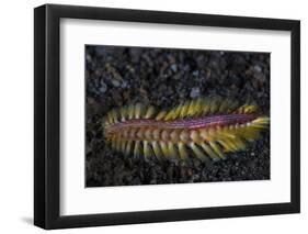 A Darklined Fireworm Crawls across the Black Sand Seafloor-Stocktrek Images-Framed Photographic Print