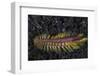 A Darklined Fireworm Crawls across the Black Sand Seafloor-Stocktrek Images-Framed Photographic Print