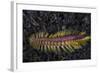 A Darklined Fireworm Crawls across the Black Sand Seafloor-Stocktrek Images-Framed Photographic Print