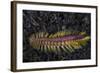 A Darklined Fireworm Crawls across the Black Sand Seafloor-Stocktrek Images-Framed Photographic Print