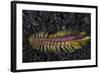 A Darklined Fireworm Crawls across the Black Sand Seafloor-Stocktrek Images-Framed Photographic Print