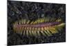 A Darklined Fireworm Crawls across the Black Sand Seafloor-Stocktrek Images-Mounted Photographic Print