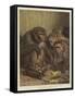 A Darwinian Question-Samuel John Carter-Framed Stretched Canvas