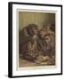 A Darwinian Question-Samuel John Carter-Framed Giclee Print